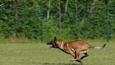 Belgian Malinois which killed Coventry youngster 'could be' added to banned dogs list