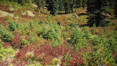 Wash. Bear Hunter Finds Human Skull Near National Forest. It's the Second Skull Found There in a Month