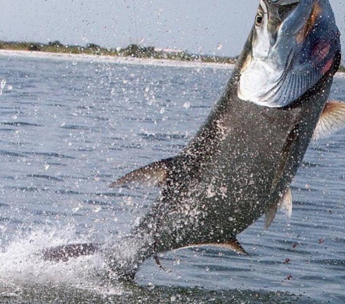 Want to fish at Hilton Head for free? Here’s where to find the public piers and what they offer