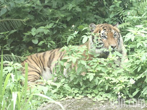 台北市立動物園添新成員 全球保育馬來虎亮相