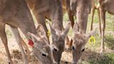 A Texas rancher is fighting the state to save his deer herd. He just won a small victory.