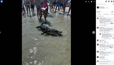 Alligator carcass washes onto Hilton Head Island beach. How it got there is a ‘mystery’