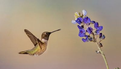 Spring hummingbird migration in full bloom