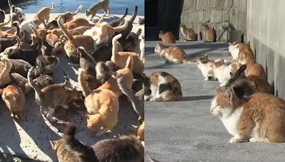 Japan’s famous cat island may soon lose its feline residents, insider warns