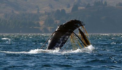 Search of whale entangled in rope, rescue team take action to free the giant mammal