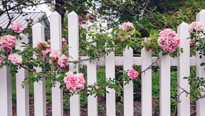 How to Plant and Grow Climbing Roses for Pretty Privacy — It's Time to Add Fragrance and Foliage to Your Plain Fence