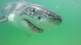Download these two apps to track shark activity off of Cape Cod this summer