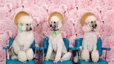 Posing pets take part in hilarious photo-booth shoot