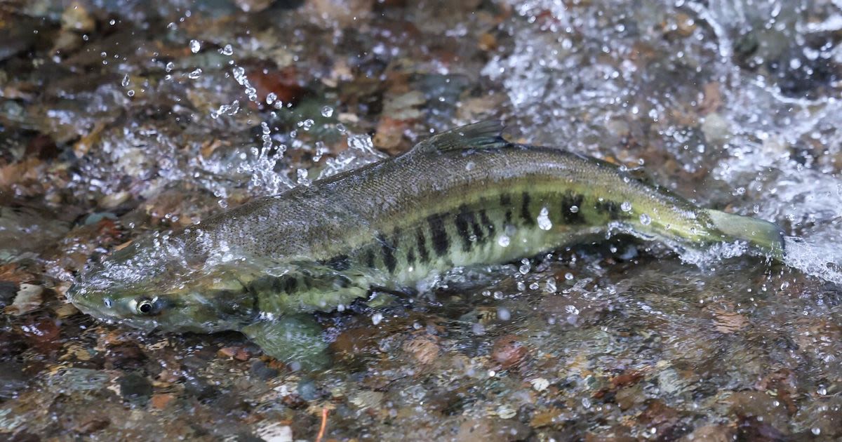 Success of Hood Canal summer chum gives hope for salmon recovery | Editorial