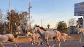 Un coronel dio detalles de cómo escaparon 46 caballos de los Granaderos de Campo de Mayo