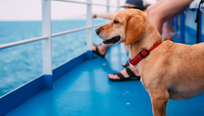 Tour of Dog Kennels on 'Queen Mary 2' Has People Totally Fascinated