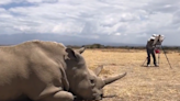 British artist paints last two northern white rhinos in Kenya