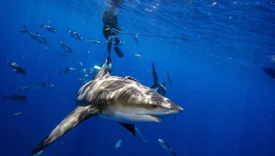 How to survive a shark attack – or better yet, avoid one entirely