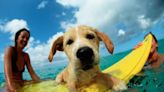 Best Dog Breeds for Surfing