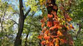 When will the leaves in Kansas be at peak fall color? Here’s the 2023 foliage outlook