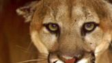 SLO County cyclist thought a mountain lion attacked him. Here’s what it actually was