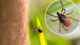 2 new Lyme disease vaccines could mean end of debilitating illness