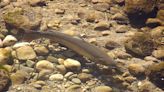 California Farm Bureau: Steelhead Protections Could Bring New Water Restrictions