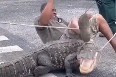 Watch: Alligator throws trapper off its back outside Florida school - UPI.com