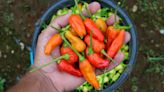 These Unique Peppers Only Thrive In One Floridian City
