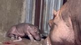 Fiona the Hippo Gets Sibling at Cincinnati Zoo