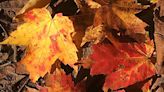 Opinion/Morse: Autumn leaves, don’t fall on me