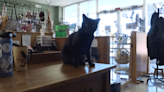 Chester County cat café at risk of closing. Here's how you can help