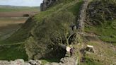 Two men arrested in police investigation into felling of the world-famous Sycamore Gap tree