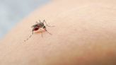 OMS: casos de dengue en América superan el récord del año pasado - La Opinión