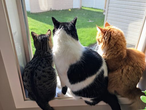 Owners buy their cats a window bird feeder and they can't get enough of it