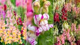 How to prune snapdragons? Experts provide their top tips