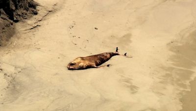 Dead whale washed up on Half Moon Bay beach