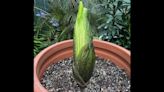 You can see — and smell — a corpse flower in bloom at Como Park Conservatory