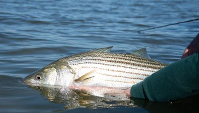 New state regulation increases catch size for Hudson River striped bass for 2024 season