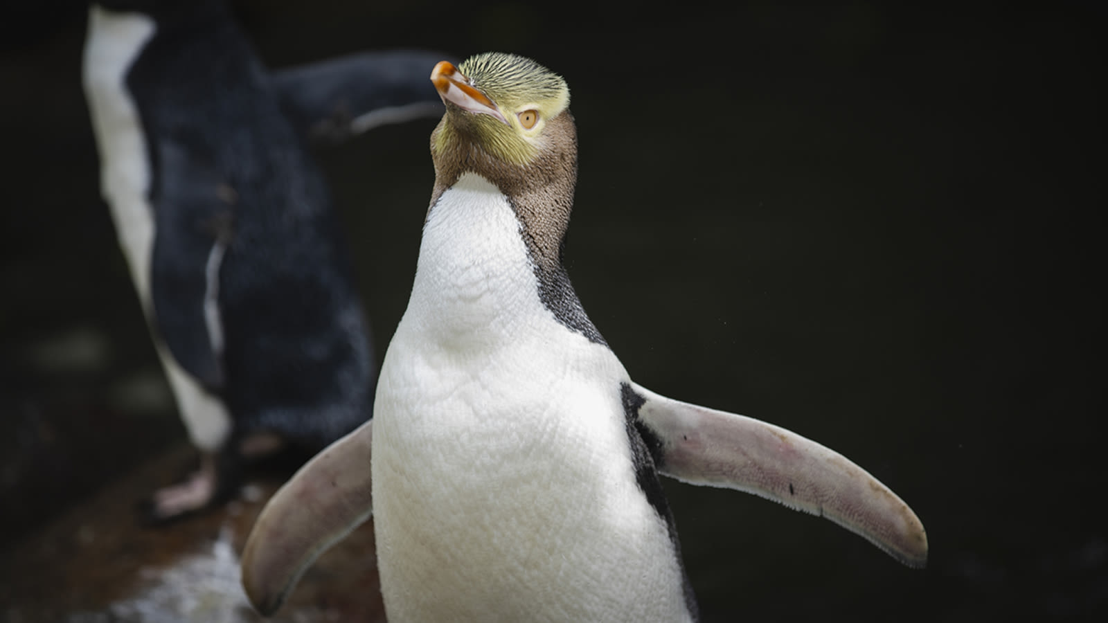 A smelly hoiho penguin wins New Zealand's hard-fought bird election