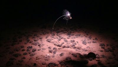 Deep ocean 'dark oxygen' find could rewrite Earth's history