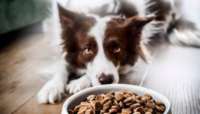 Popular Dog & Cat Food Recalled for Possible Listeria Risk to Pets and Humans