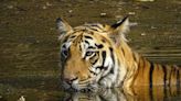 Go On A Tiger Trail in Maharashtra