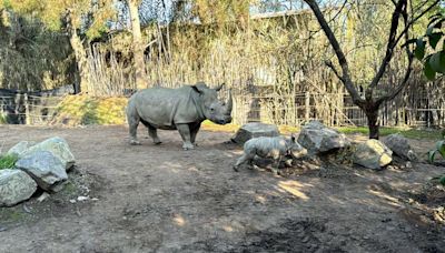 La compleja labor de conservación de animales en vía de extinción del Buin Zoo - La Tercera