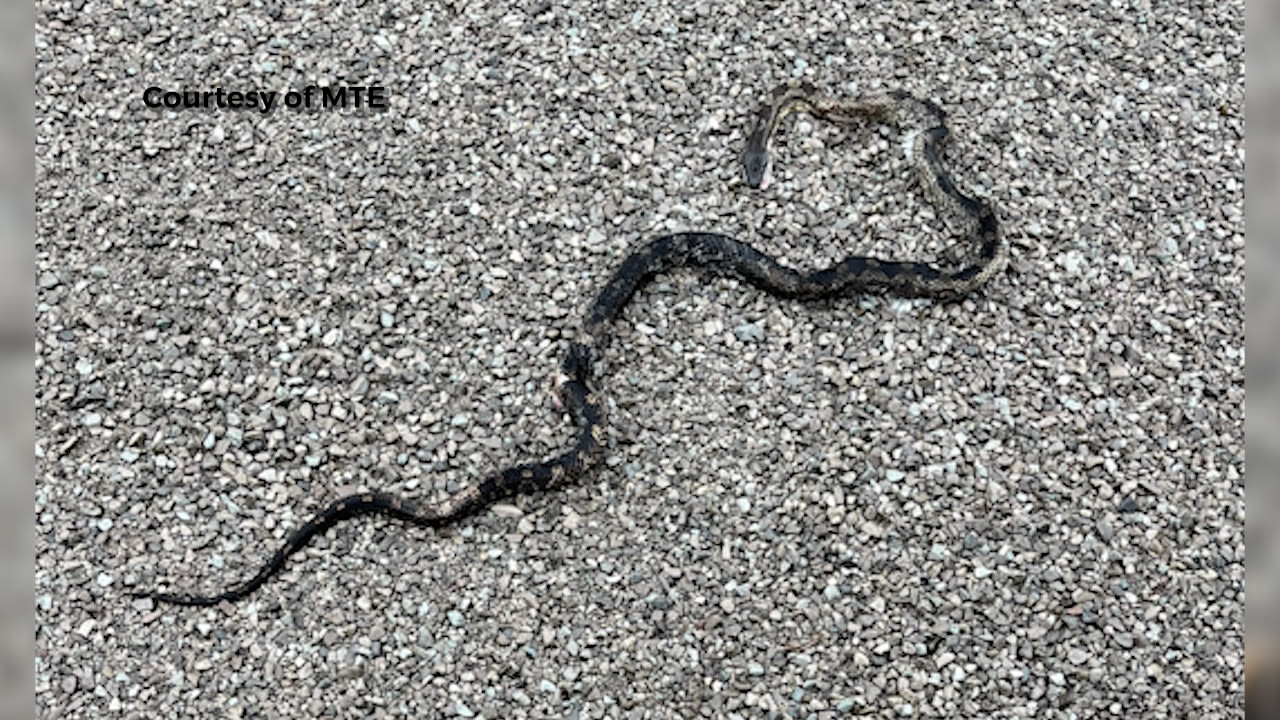 Snakes cause ‘unprecedented’ power outages for Franklin neighborhoods