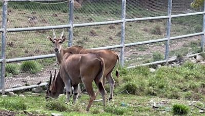 麟洋配奪金北市動物園推合照羚羊送禮 未含台東池上牧場