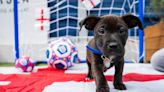 Battersea puppies and kittens show support for Lionesses