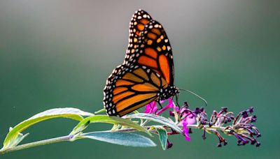 Lo tenés que saber: ¿Qué significa encontrar una mariposa muerta?