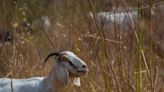 These bleating firefighters have an insatiable appetite for wildfire fuel — weeds