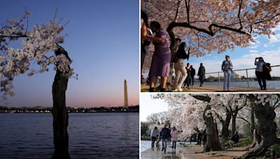 More than 100 iconic cherry blossom trees in Washington, DC are being cut down — including social media phenom ‘Stumpy’