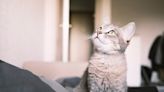 Kitty Hops on Board Popular Trend and Explains 'Cat Math'