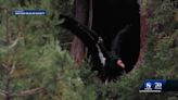 Endangered California condor care impacted by Big Sur slip-out