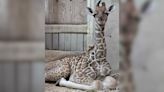 Memphis Zoo welcomes second baby giraffe ‘Kamari’