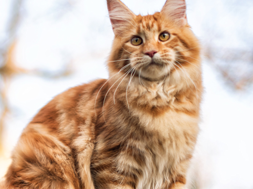 Funny Maine Coon Cat Turns ALDI Bag Into His Own Personal Playground