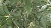 “This is potentially the biggest law changed in the last 50 years” DEA looking to move marijuana to a schedule 3 drug